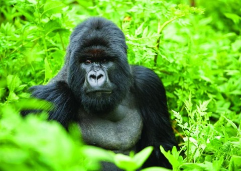 Ruanda