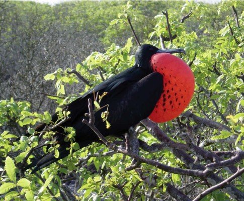 Viaggio di Nozze Argentina Galapagos & Aruba