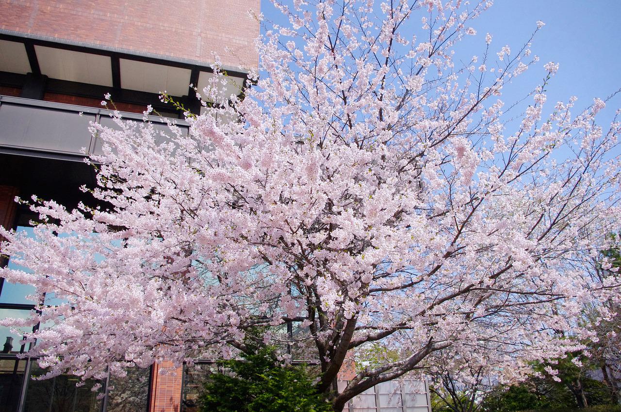 Le meraviglie di Sapporo