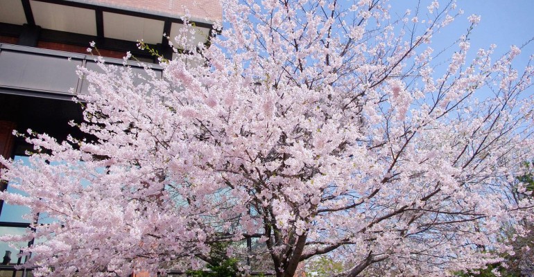 Viaggio di nozze di lusso a Sapporo e dintorni: alla scoperta di un Giappone inedito