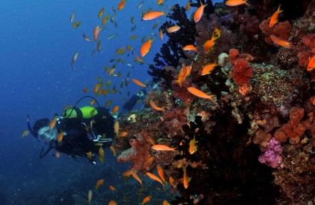 Immersioni nella barriera corallina patrimonio UNESCO: esperienze subacquee esclusive nel Pacifico